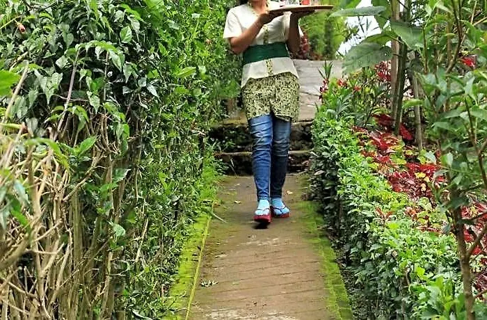 Terrasse Du 2* Munduk (Bali)